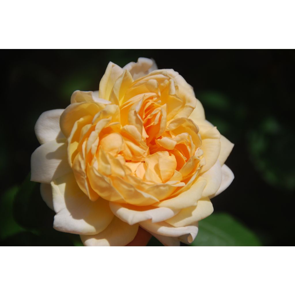 Roseira inglesa The Lady Gardener