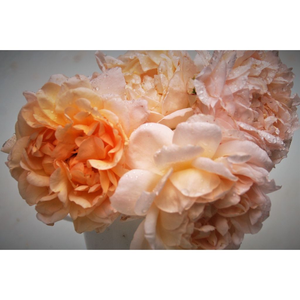 Roseira inglesa The Lady Gardener