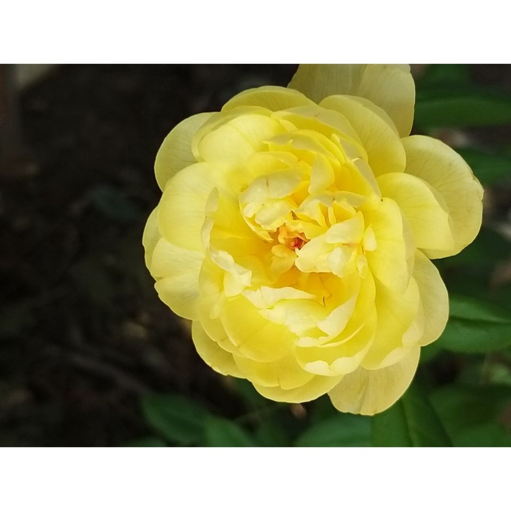 Roseira inglesa Vanessa Bell