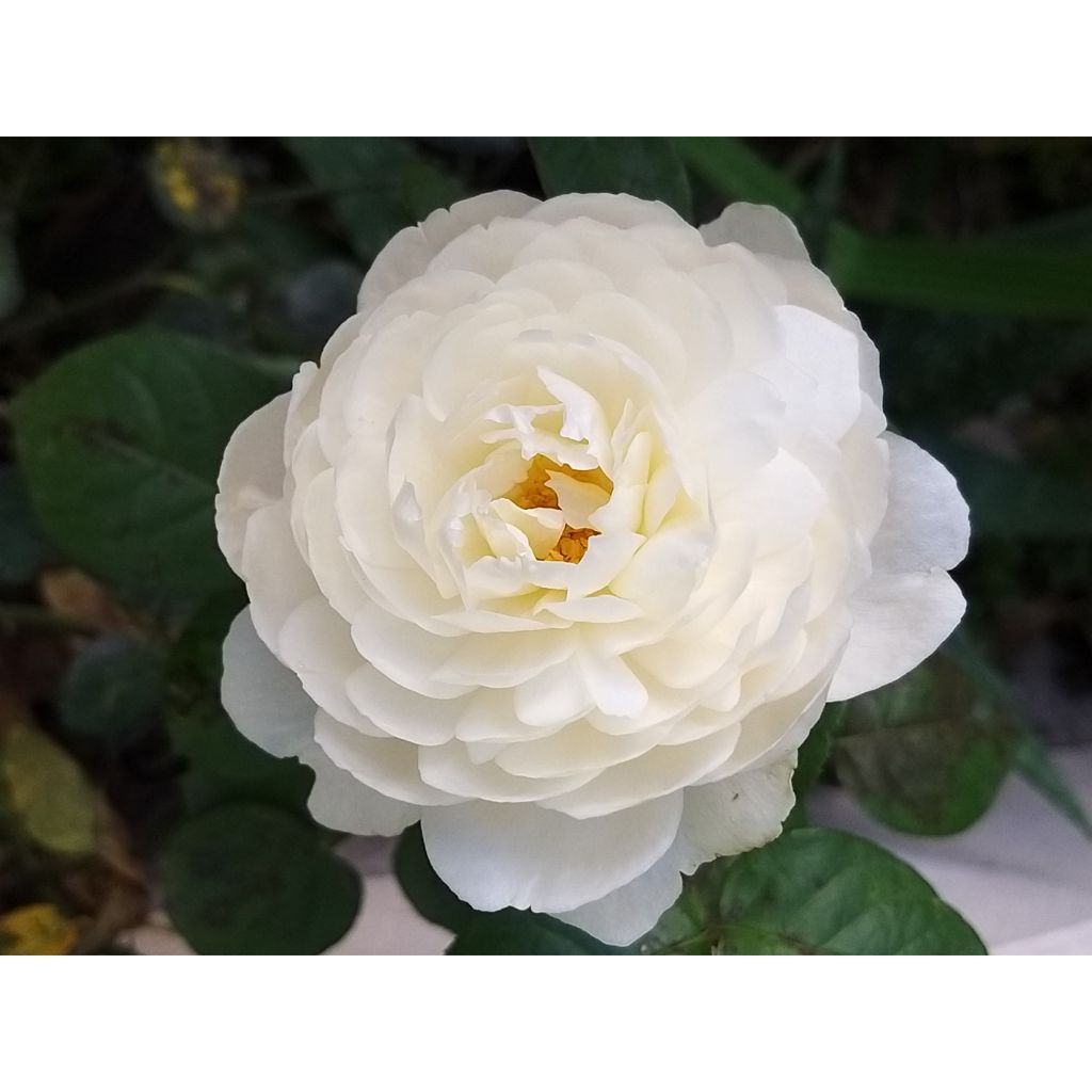 Roseira inglesa William and Catherine