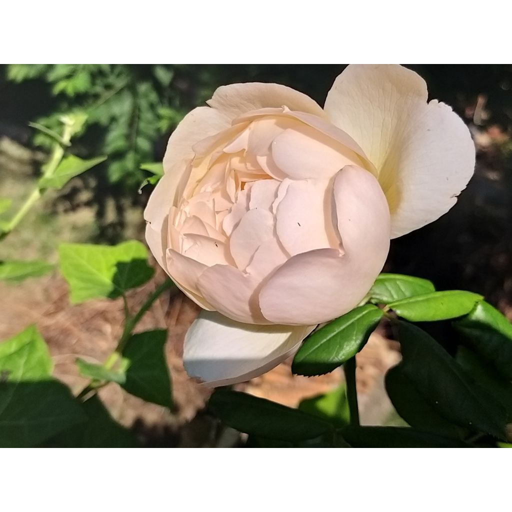 Roseira inglesa Wollerton Old Hall - Rosa