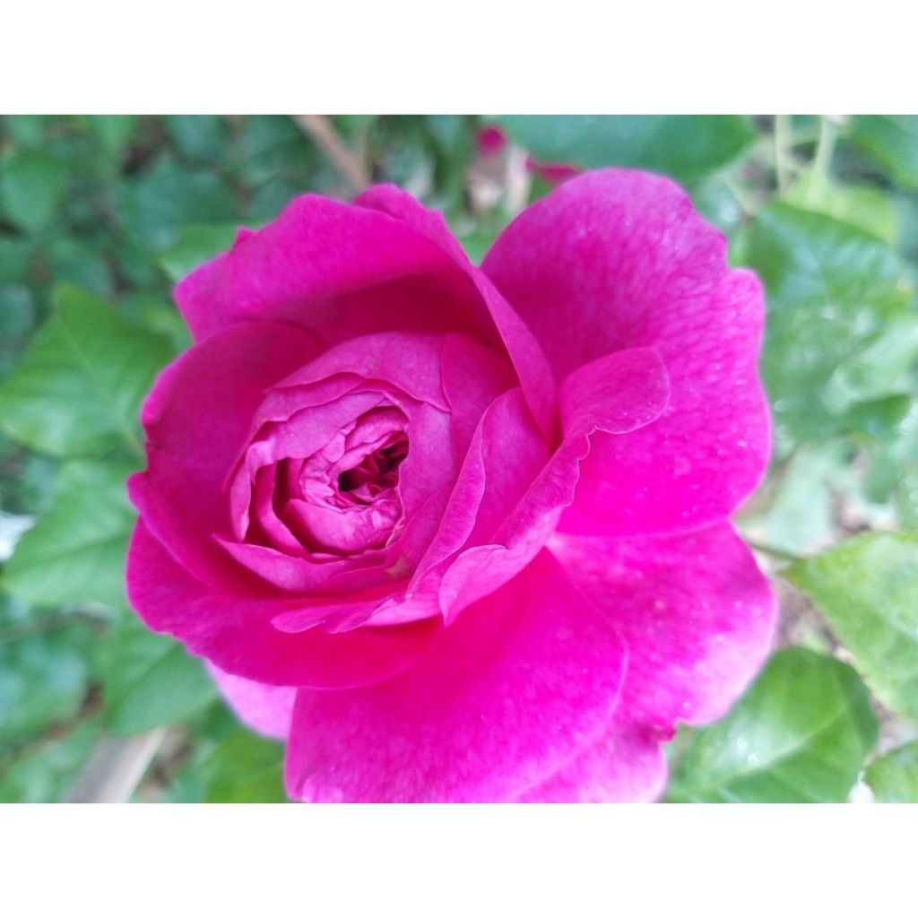 Roseira inglesa Young Lycidas - Rosa