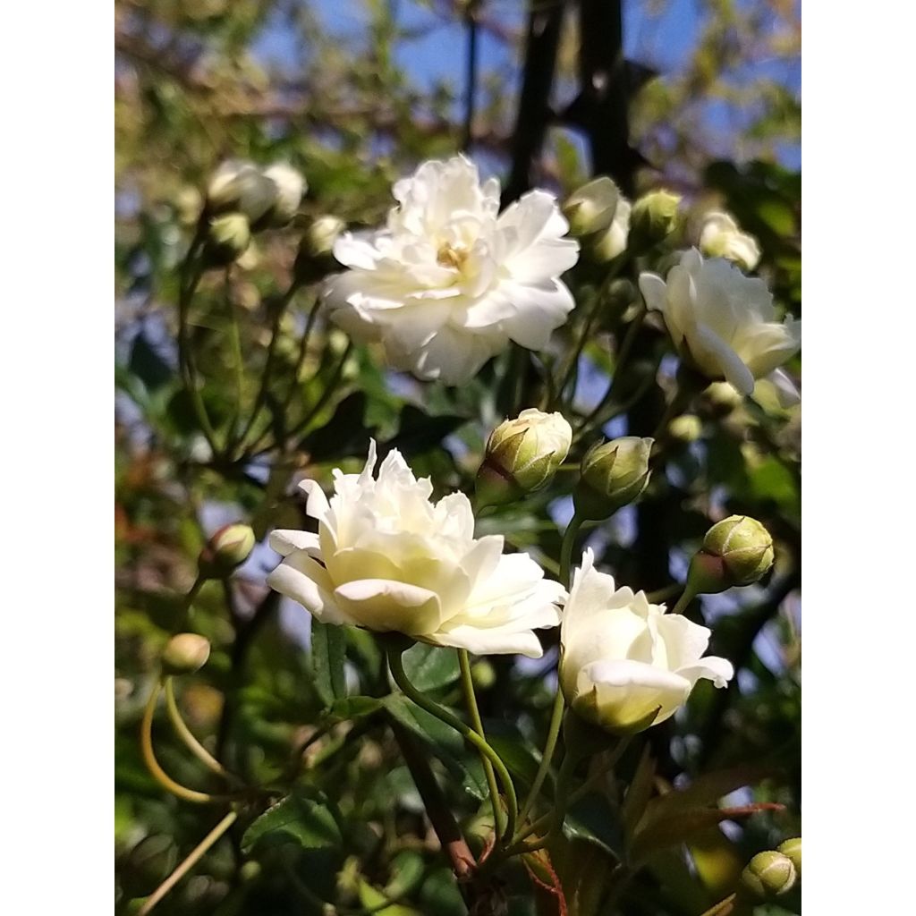 Rosa banksiae var. banksiae Alba Plena - Roseira de Banks