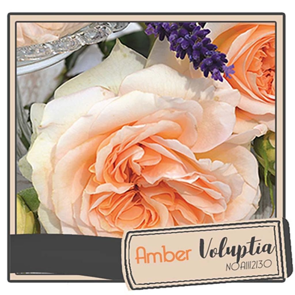 Roseira paisagística Amber Voluptia