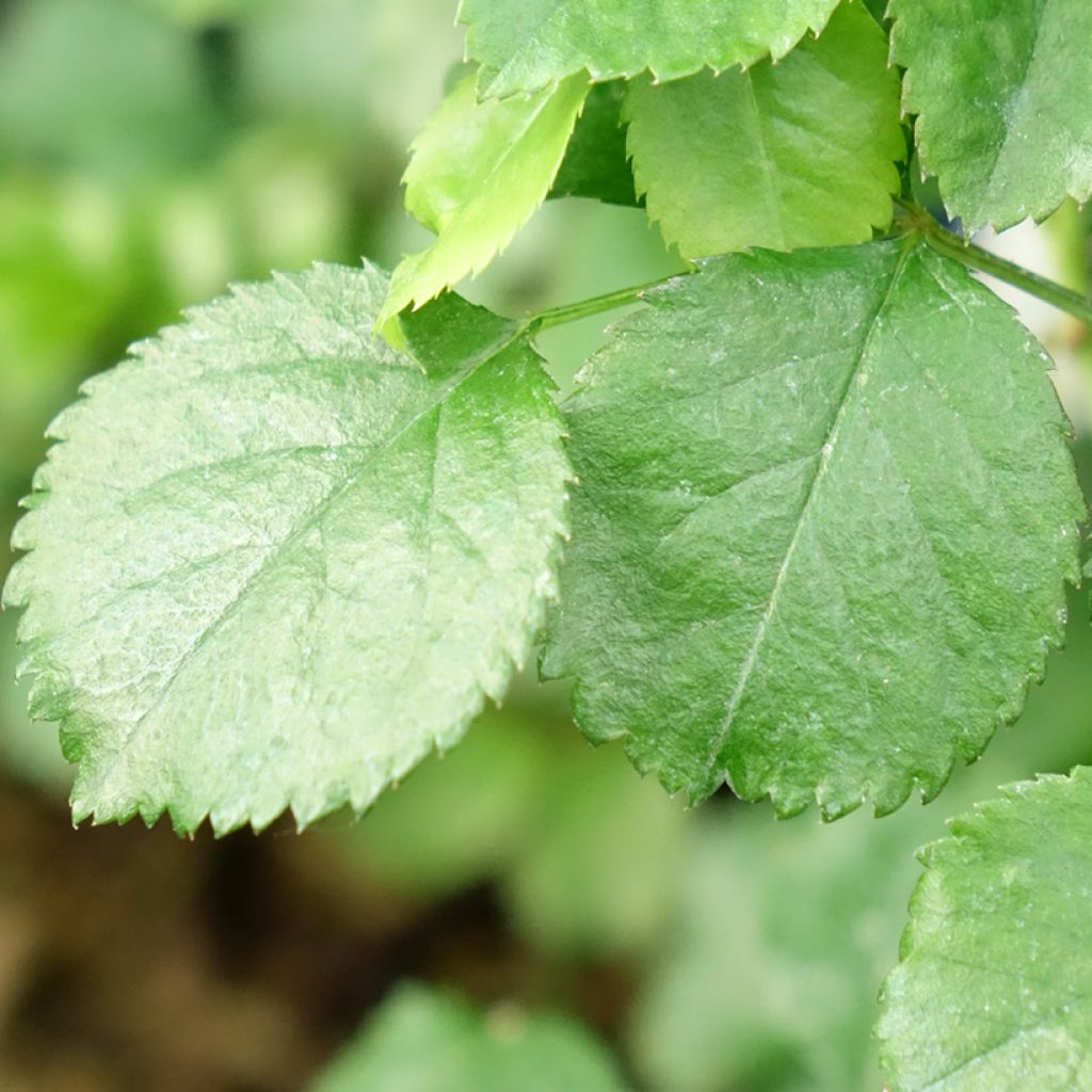 Roseira paisagística Flower Carpet