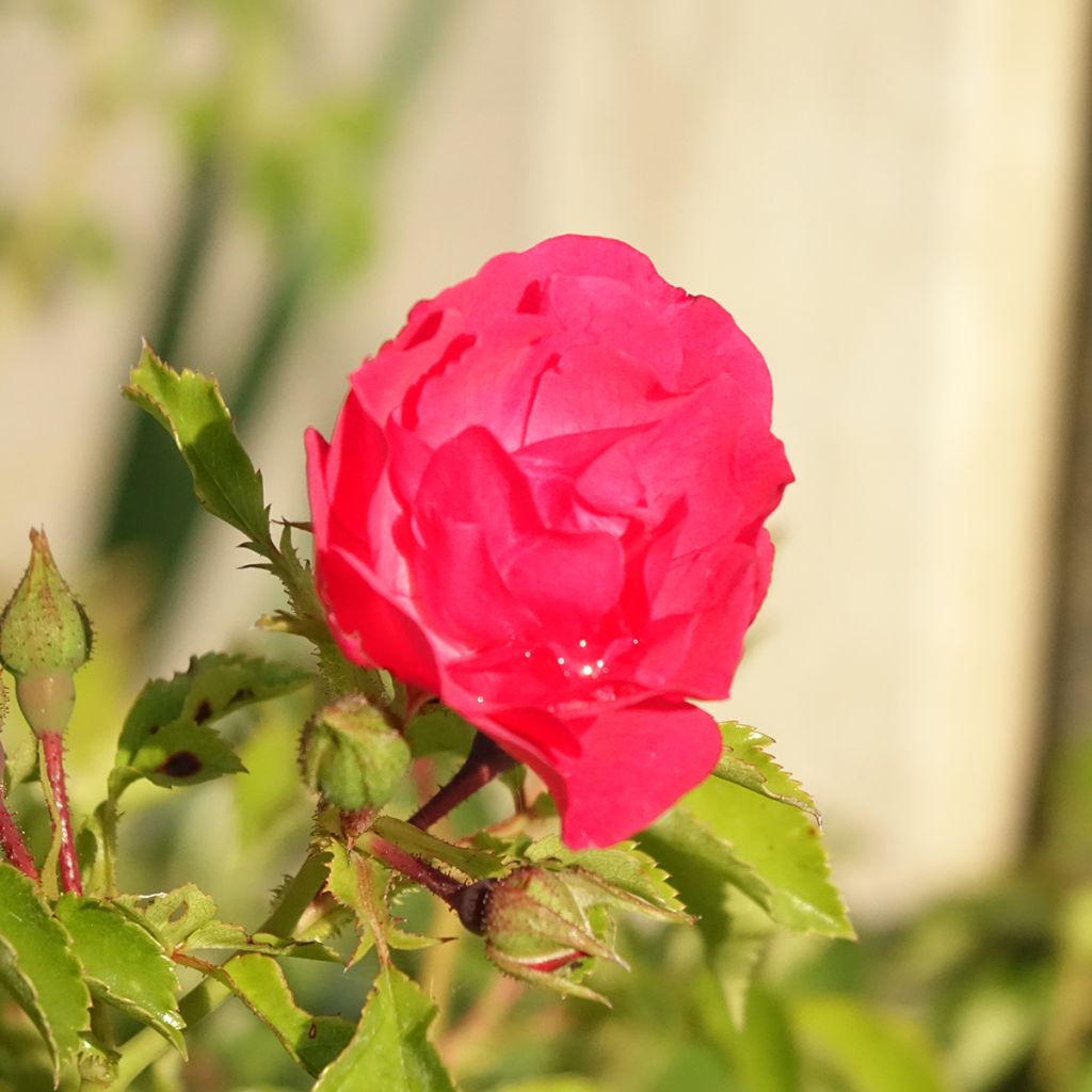 Roseira paisagística Flower Carpet