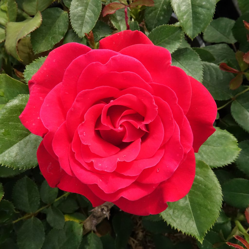 Roseira moderna Dominica (Intercomdoor)