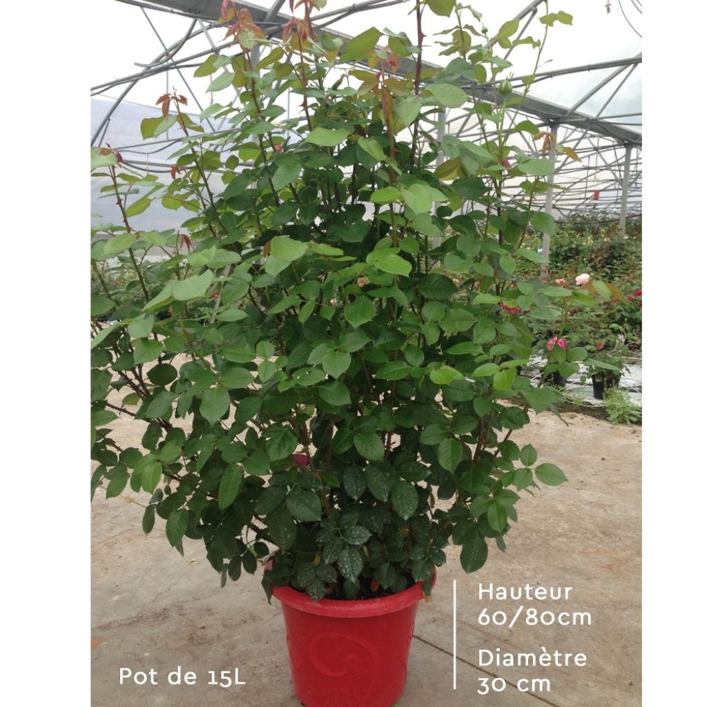 Roseira de flor grande Edith Piaf