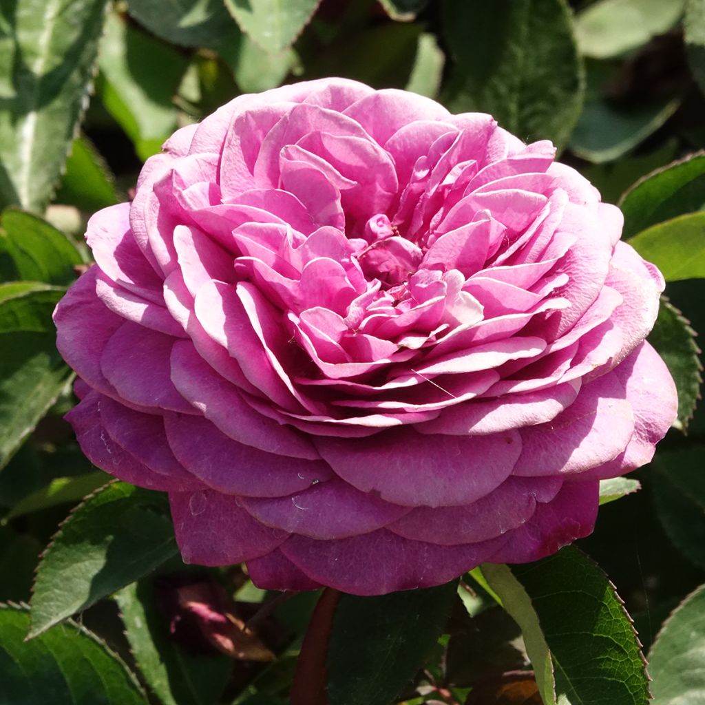 Roseira floribunda Heidi Klum Rose