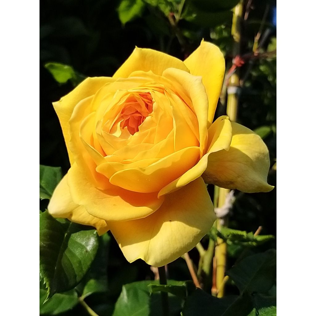Roseira perfumada Generosa® 100 idees Jardin