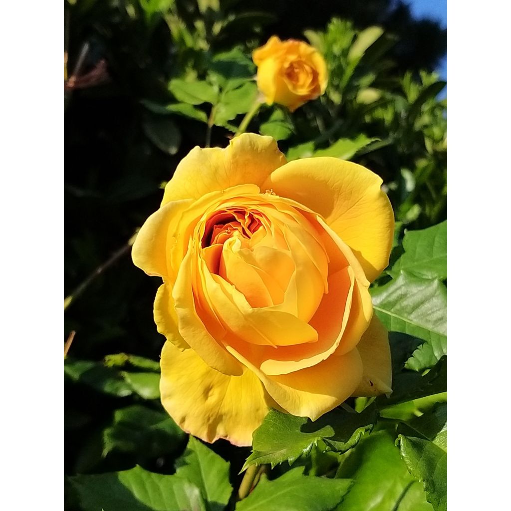 Roseira perfumada Generosa® 100 idees Jardin