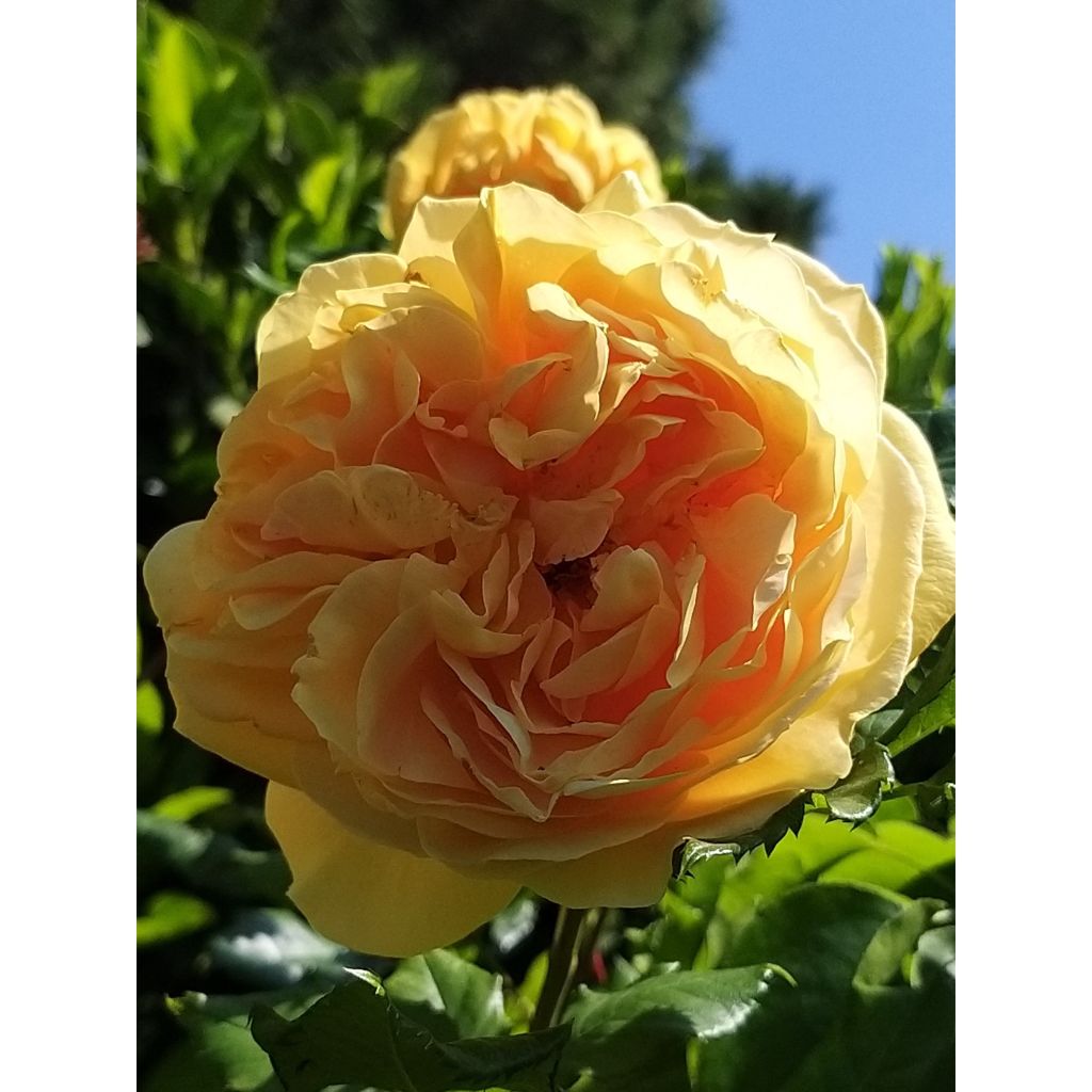 Roseira perfumada Generosa® 100 idees Jardin