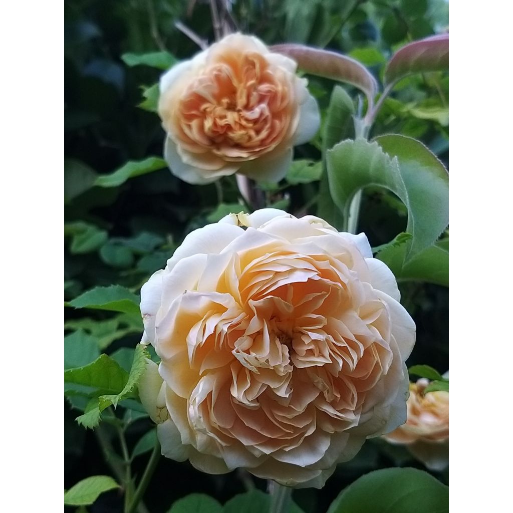 Roseira perfumada Generosa® 100 idees Jardin
