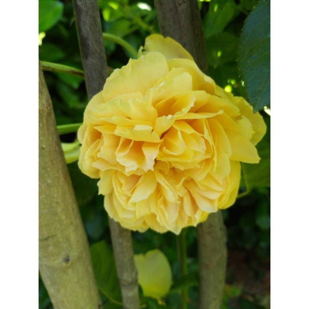 Roseira perfumada Generosa® 100 idees Jardin