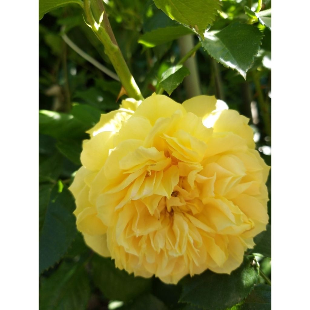 Roseira perfumada Generosa® 100 idees Jardin