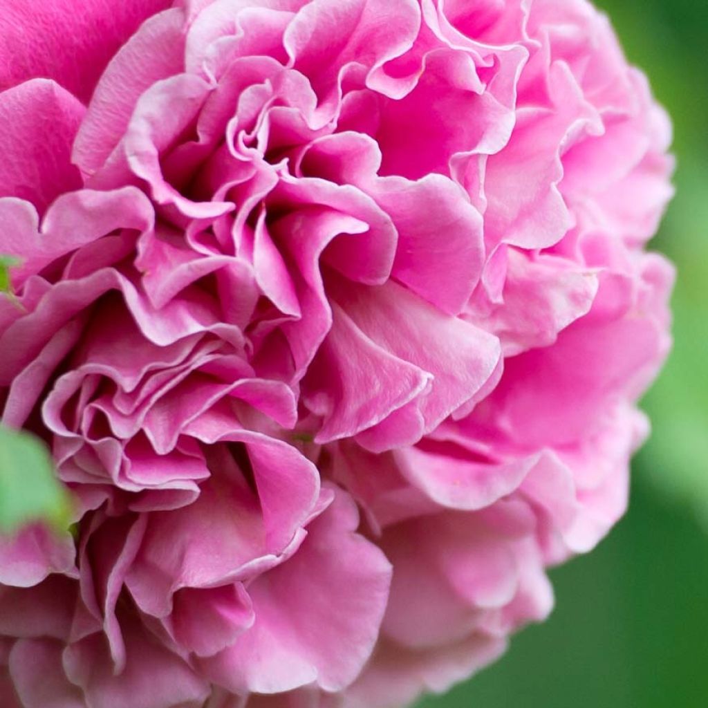 Roseira perfumada Generosa Agnès Schilliger