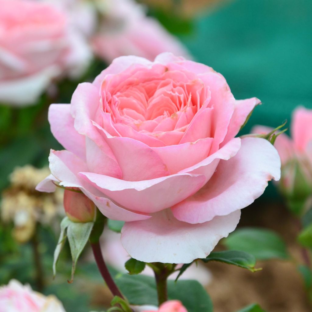 Roseira perfumada Generosa Anne-Sophie Pic