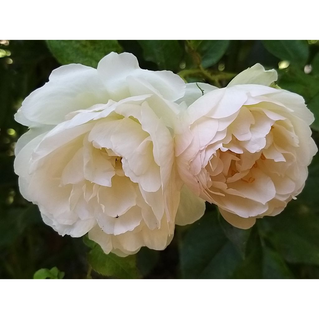 Roseira perfumada Generosa Chantal Thomass