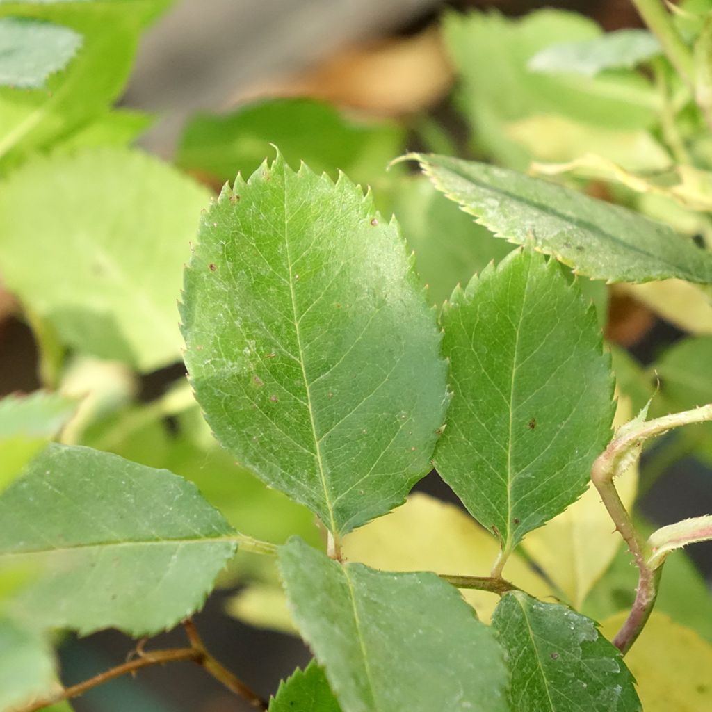 Roseira perfumada Generosa Laurent Voulzy