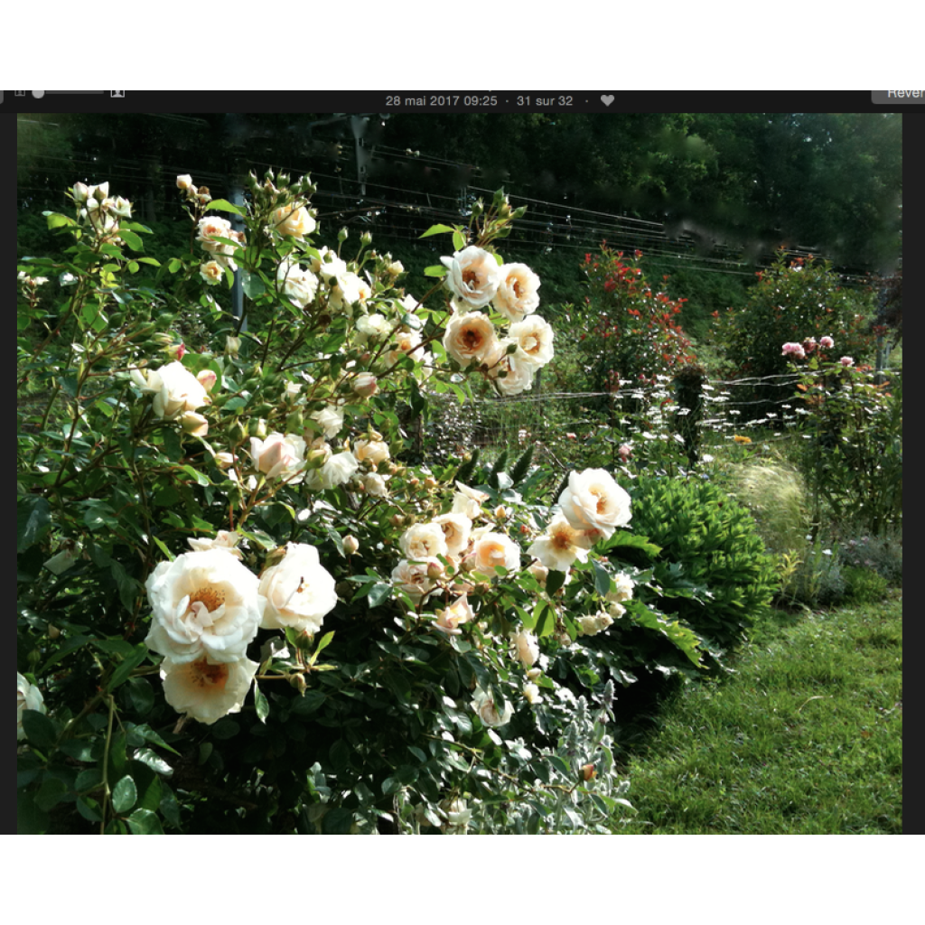 Roseira perfumada Generosa Martine Guillot