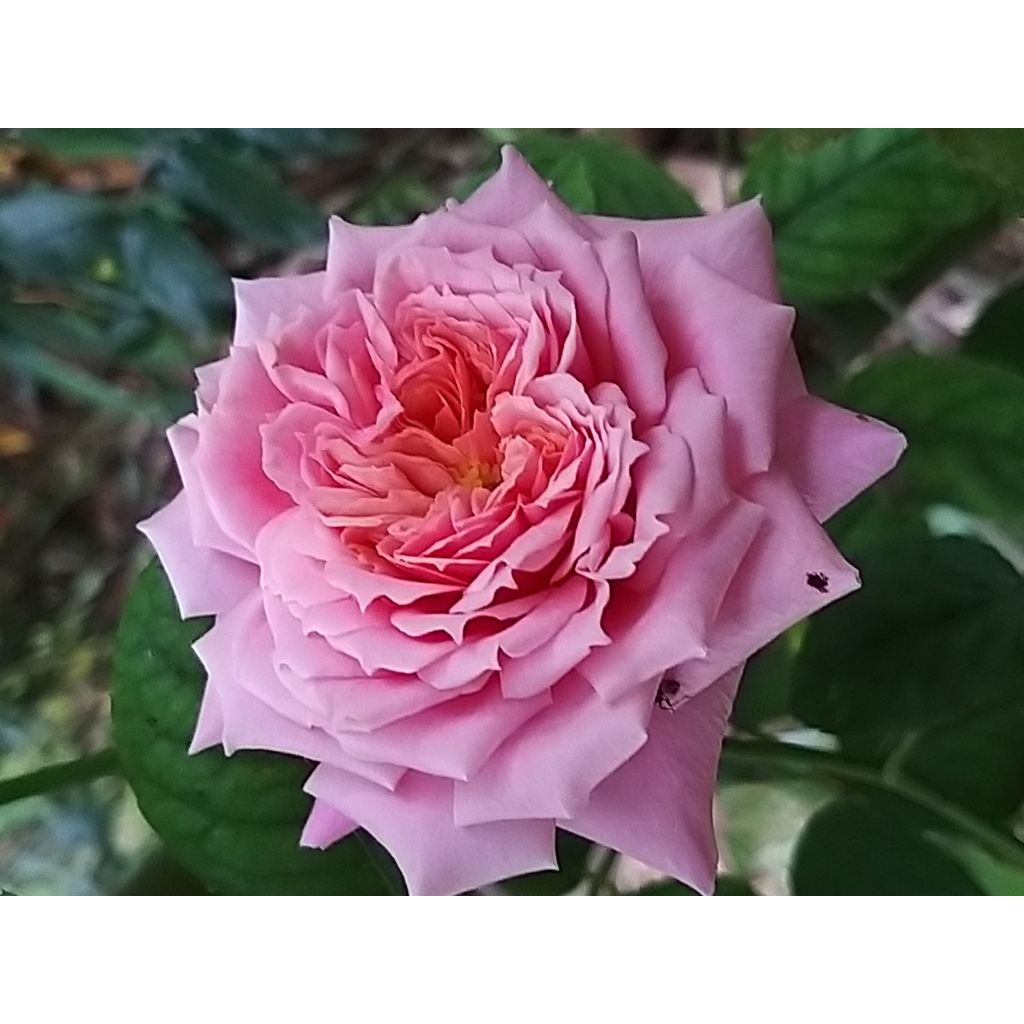 Roseira perfumada Generosa William Christie