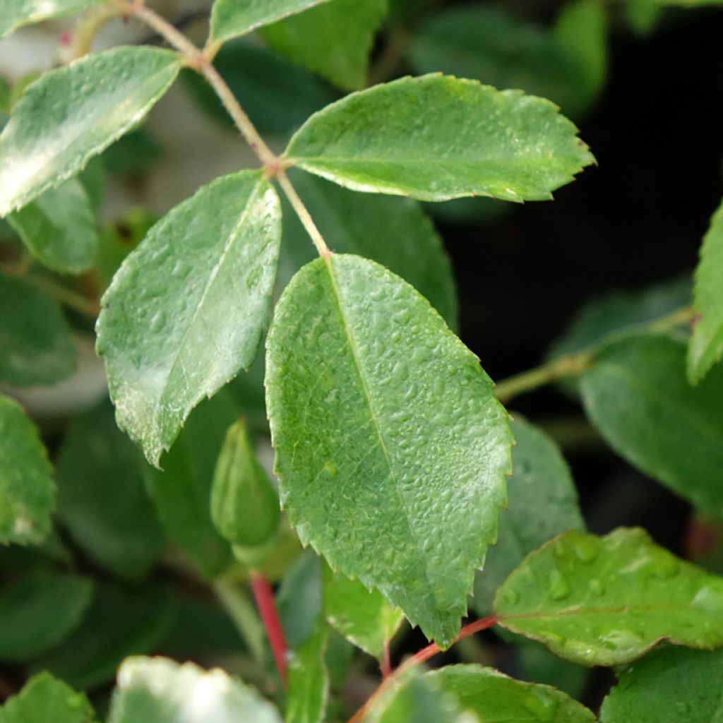 Roseira trepadeira Aimée Vibert