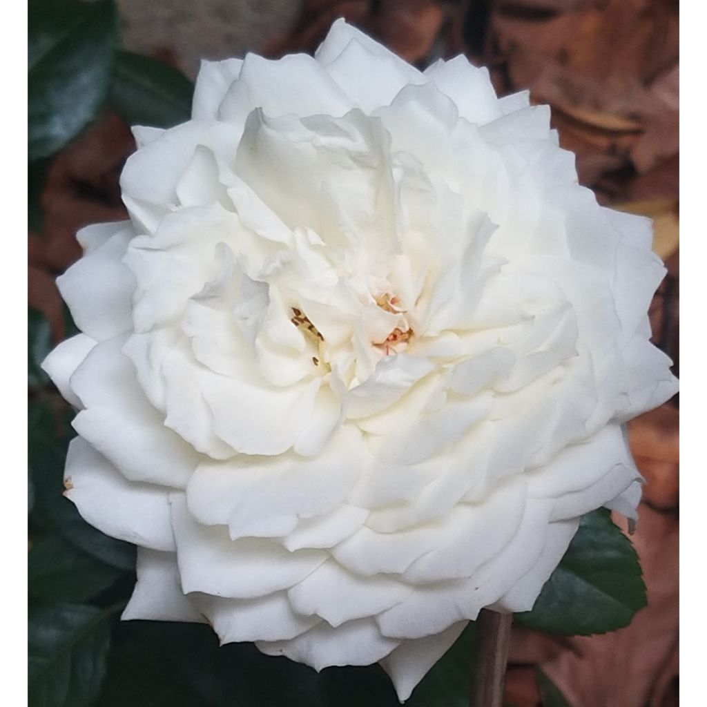 Roseira trepadeira Alaska