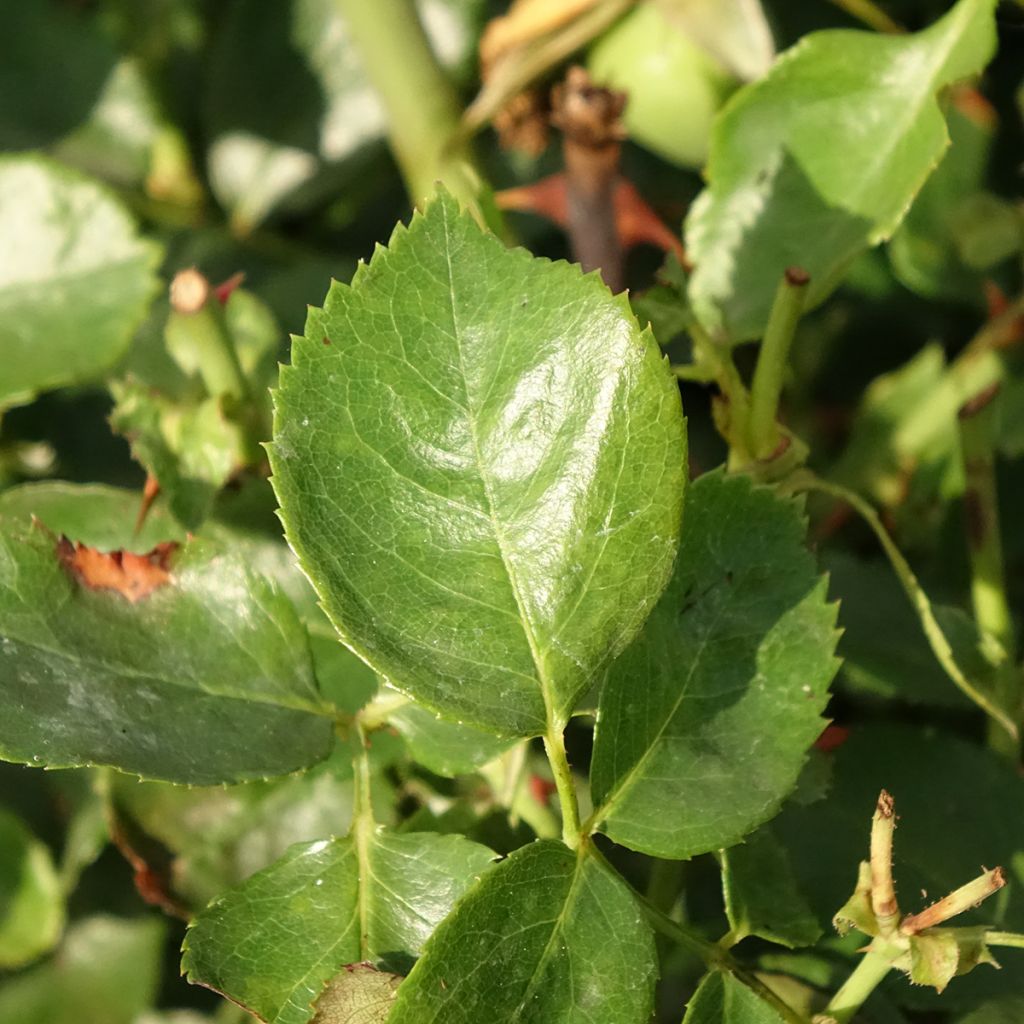 Roseira trepadeira Bantry Bay