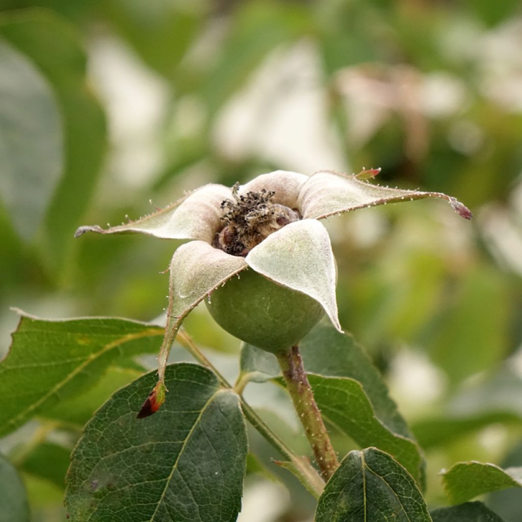 Roseira trepadeira Belle de Londres