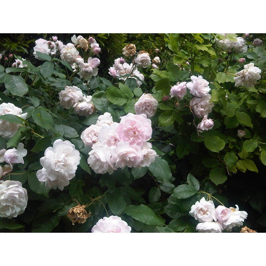Roseira trepadeira Blush Noisette