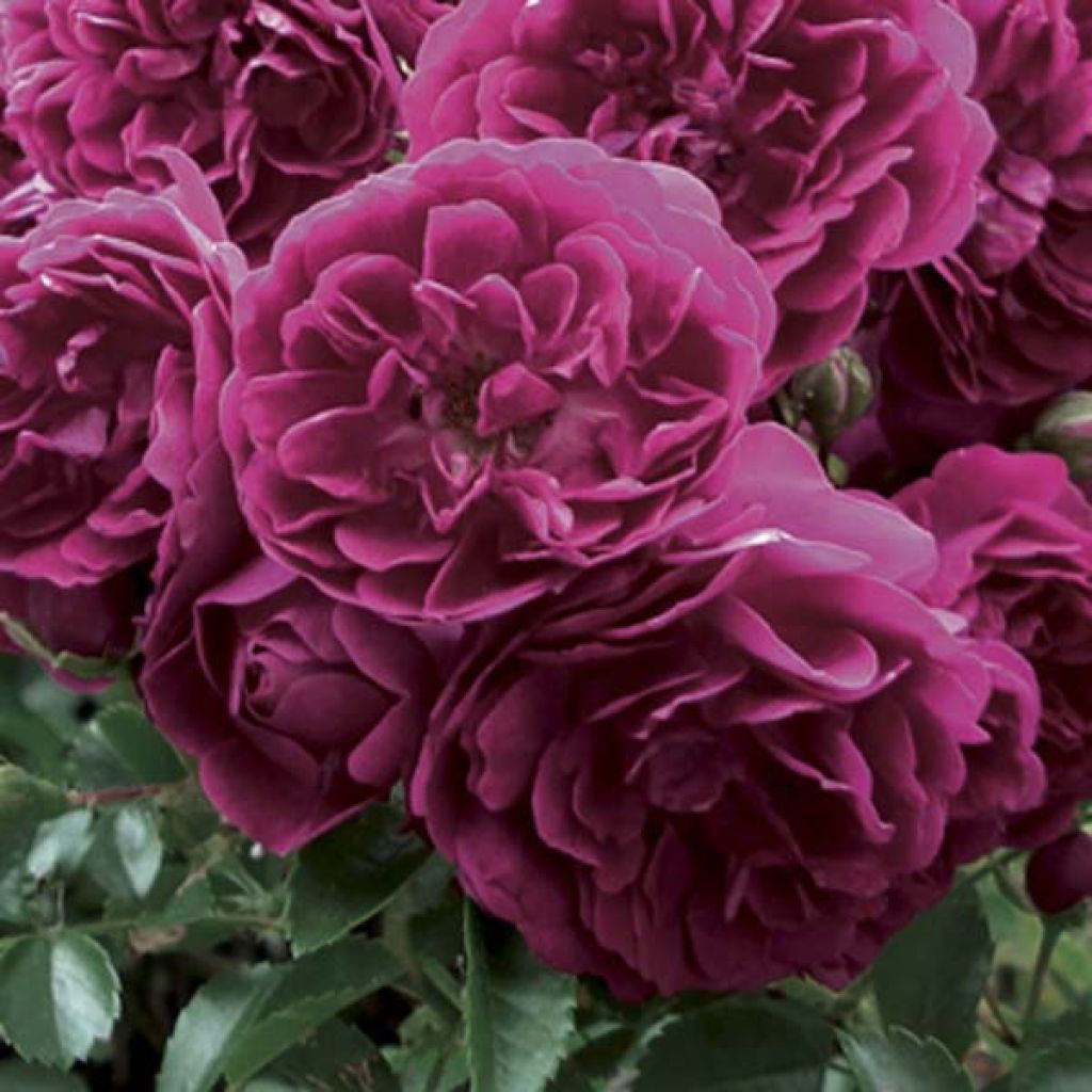 Roseira trepadeira Crimson Shower