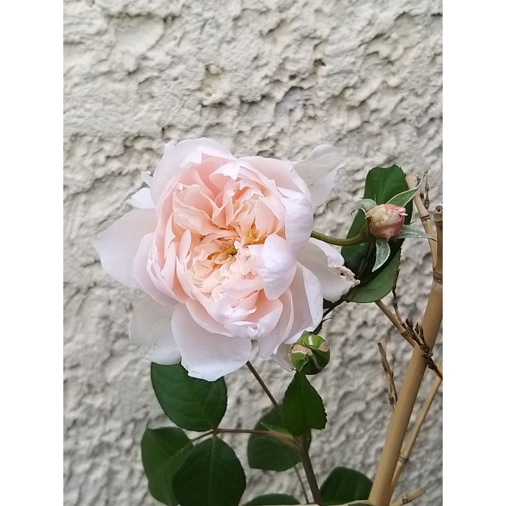 Roseira trepadeira The Generous Gardener - Rosa