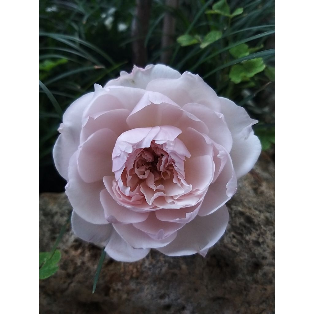 Roseira trepadeira The Generous Gardener - Rosa