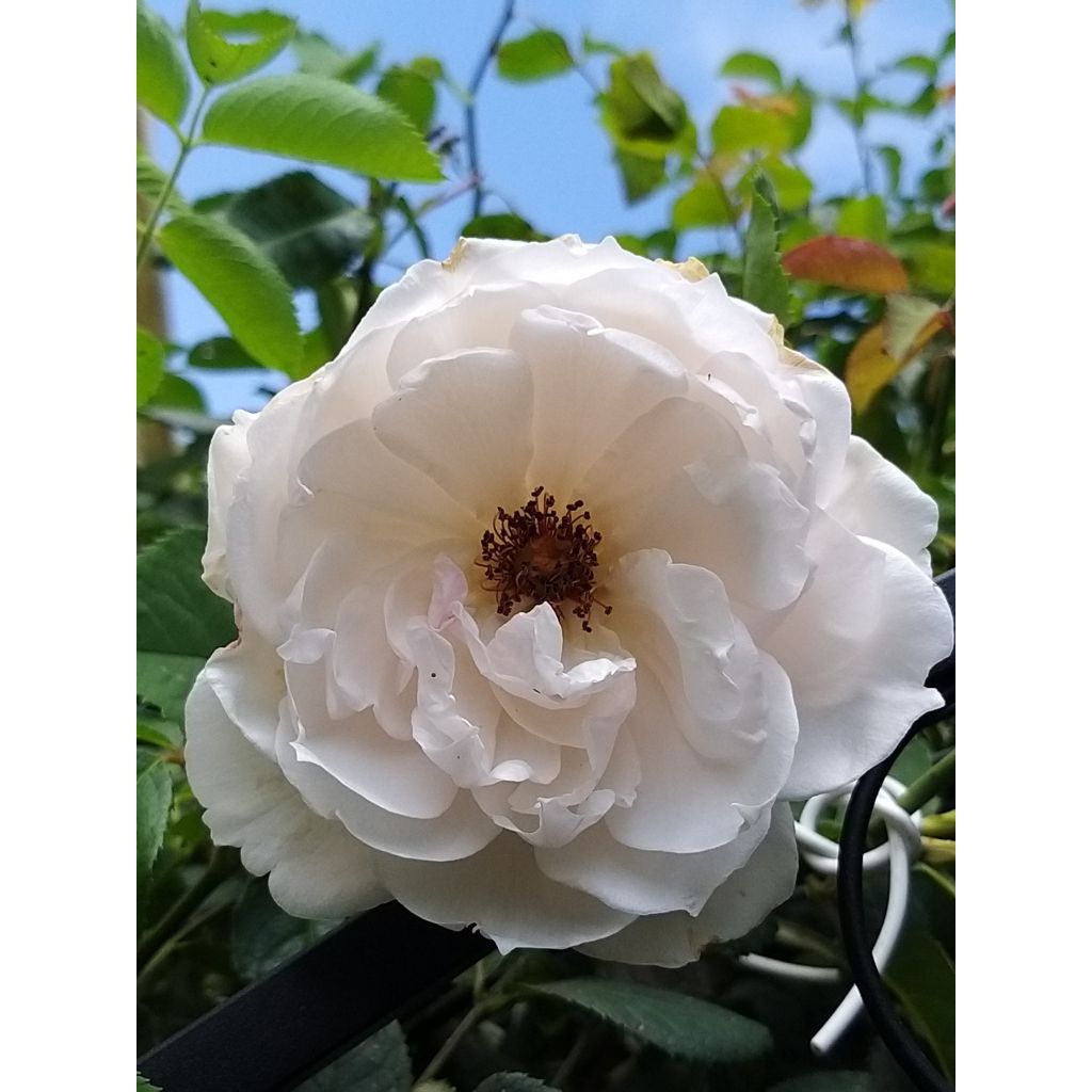 Roseira trepadeira The Generous Gardener - Rosa