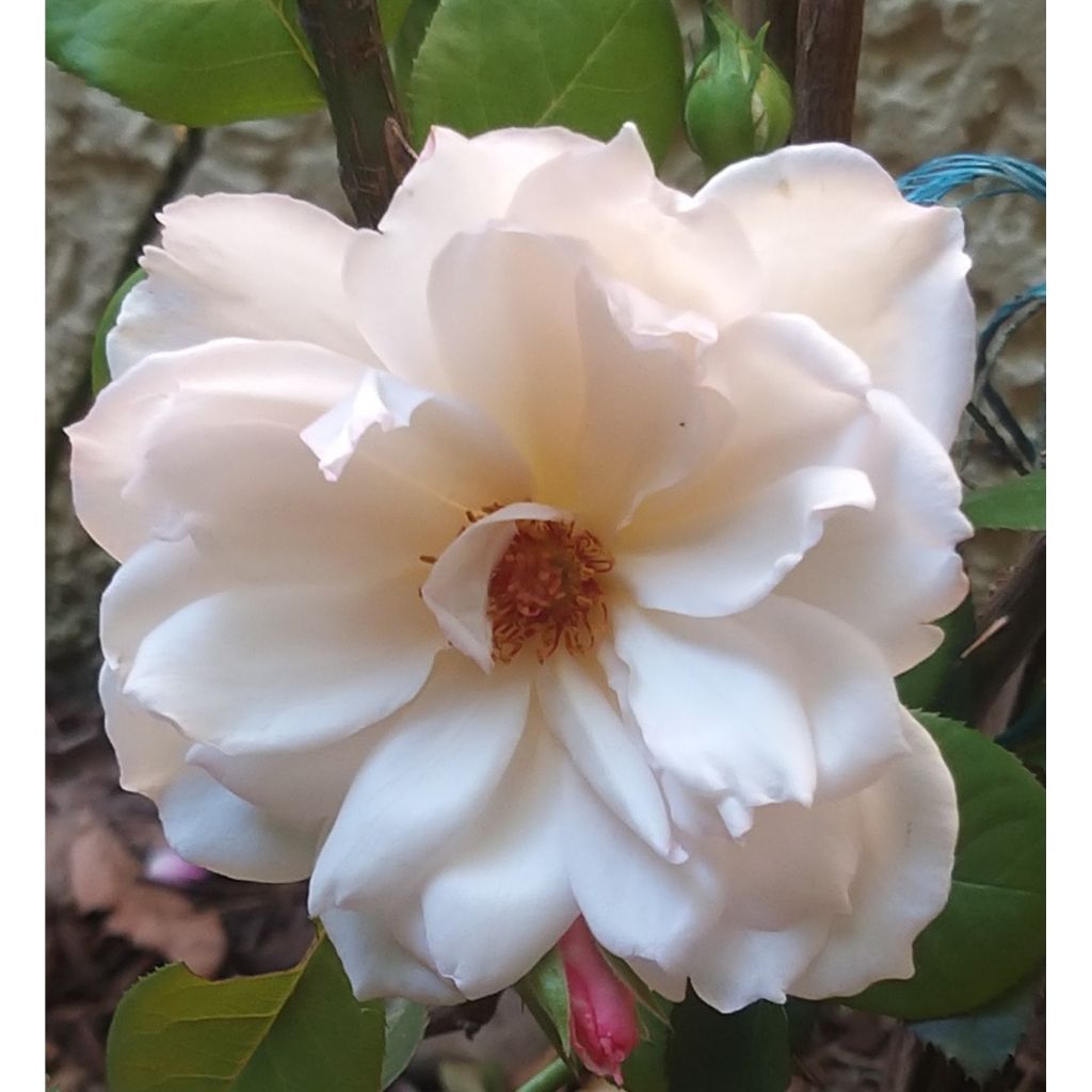 Roseira trepadeira The Generous Gardener - Rosa