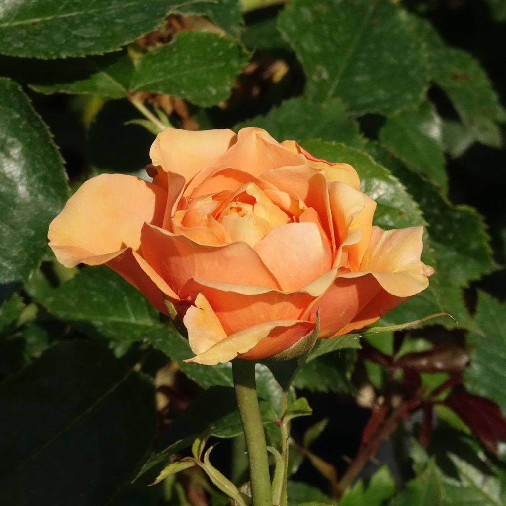 Roseira trepadeira Golden Opportunity - Rosa