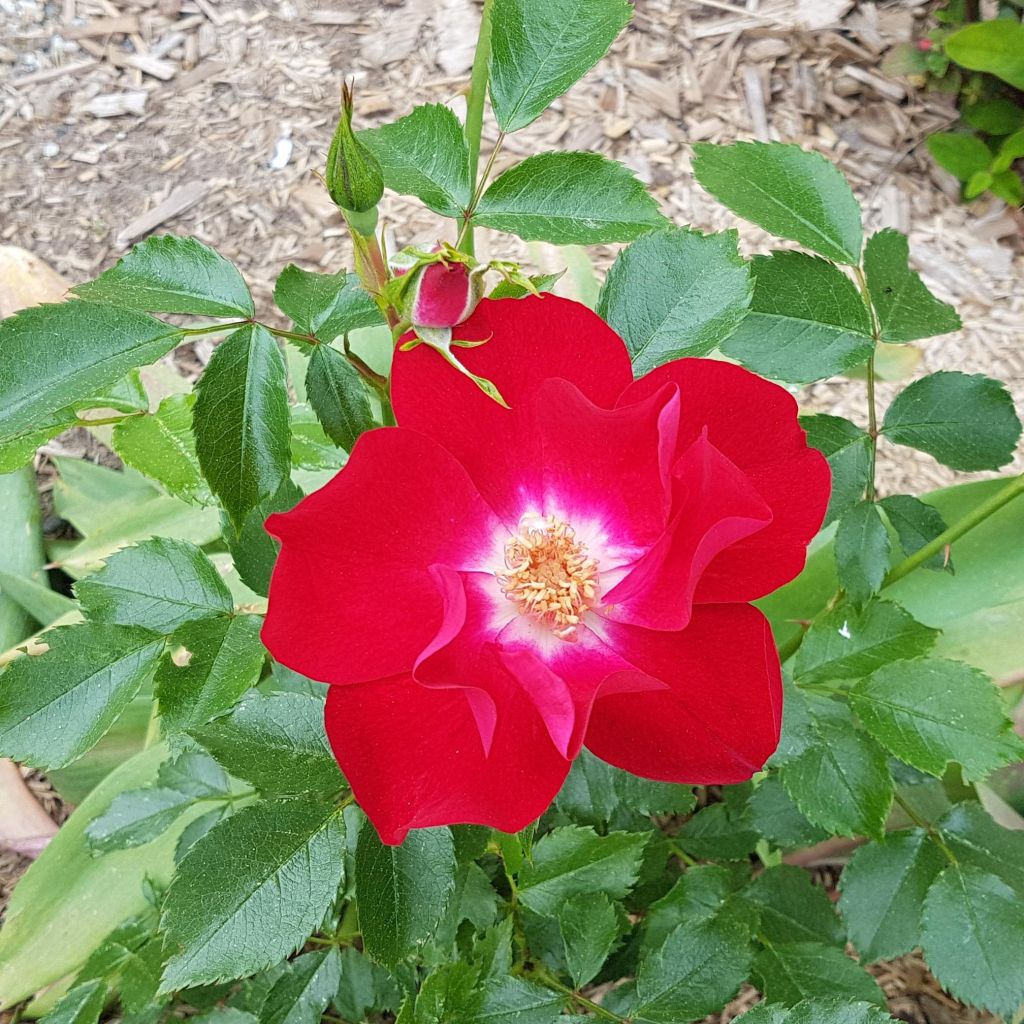 Roseira trepadeira Dortmund