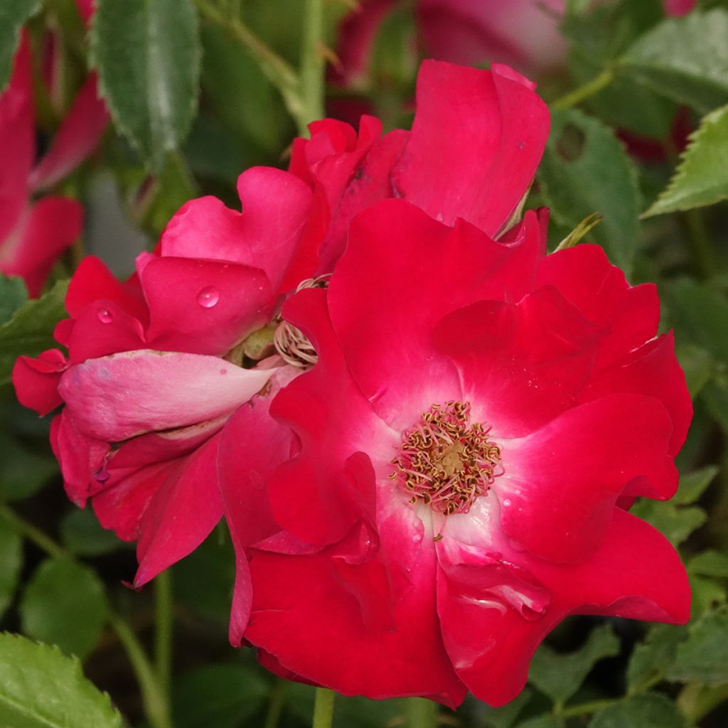 Roseira trepadeira Dortmund