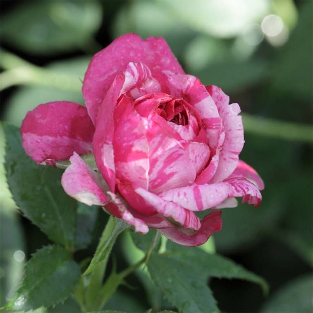 Roseira trepadeira Easy Fashion