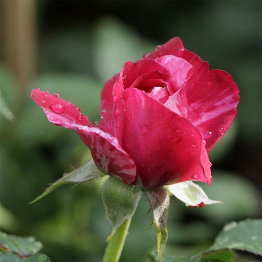 Roseira trepadeira Easy Fashion