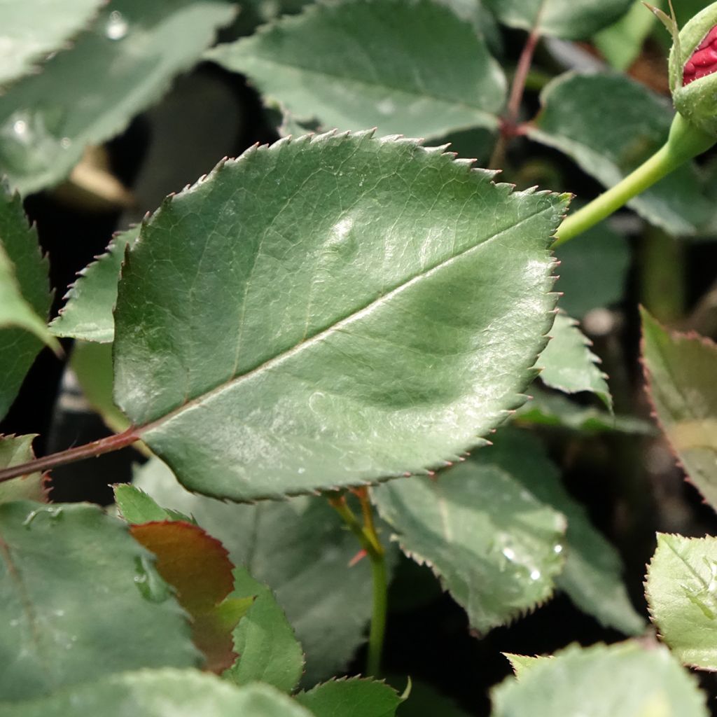 Roseira trepadeira Etoile de Hollande