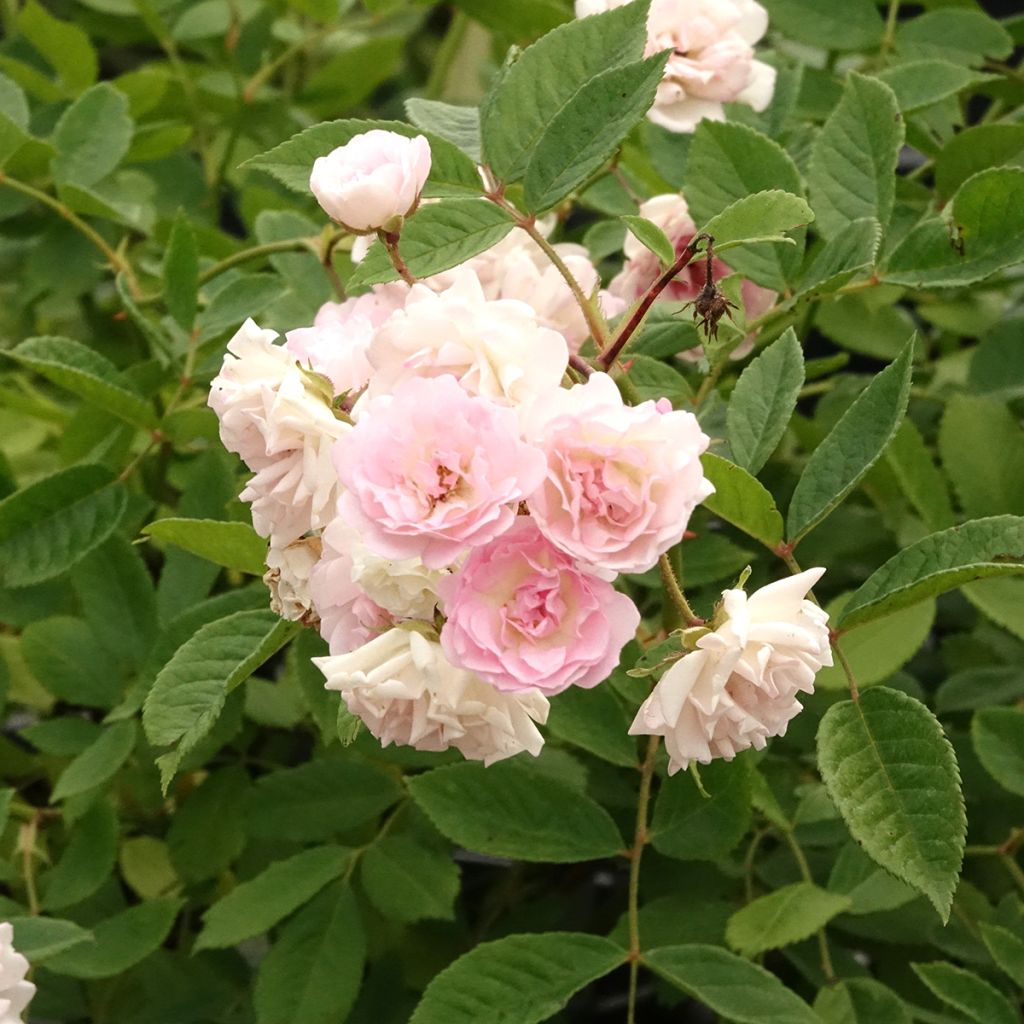 Roseira trepadeira Frau Eva Schubert