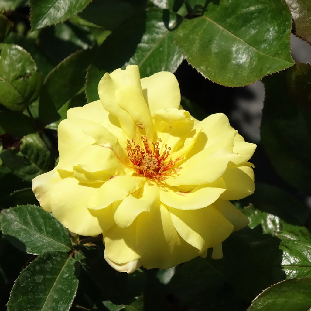 Roseira trepadeira Golden Showers