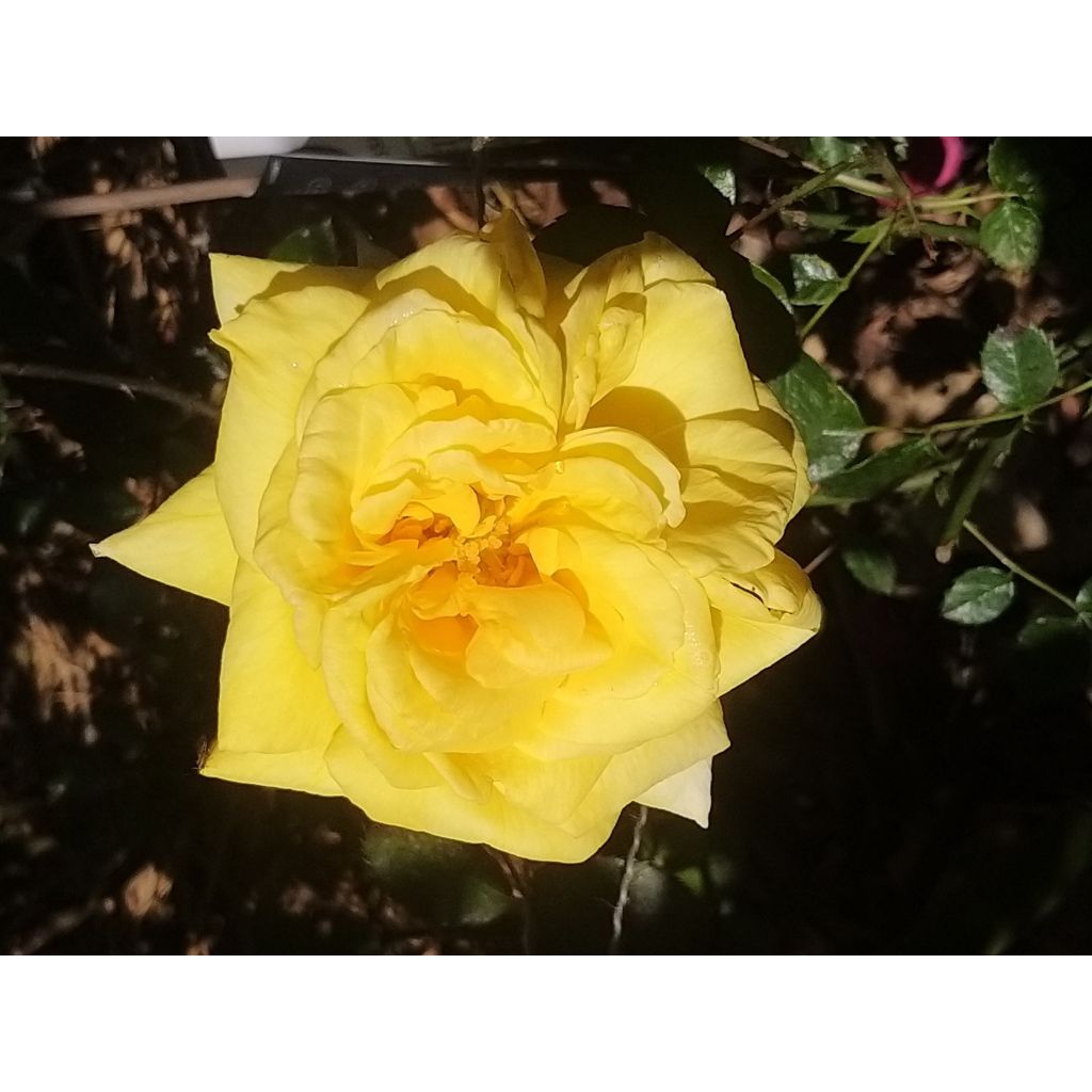 Roseira trepadeira Goldfassade