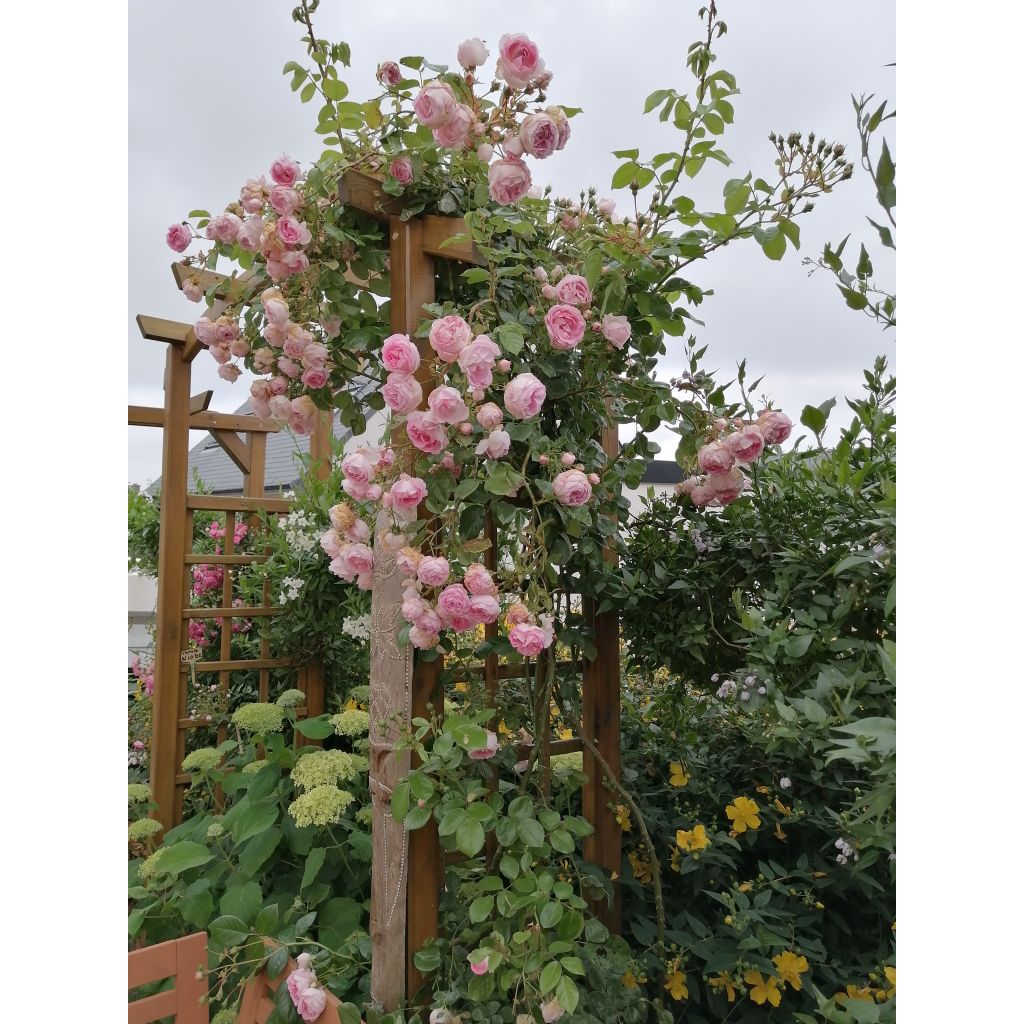 Roseira trepadeira Jasmina