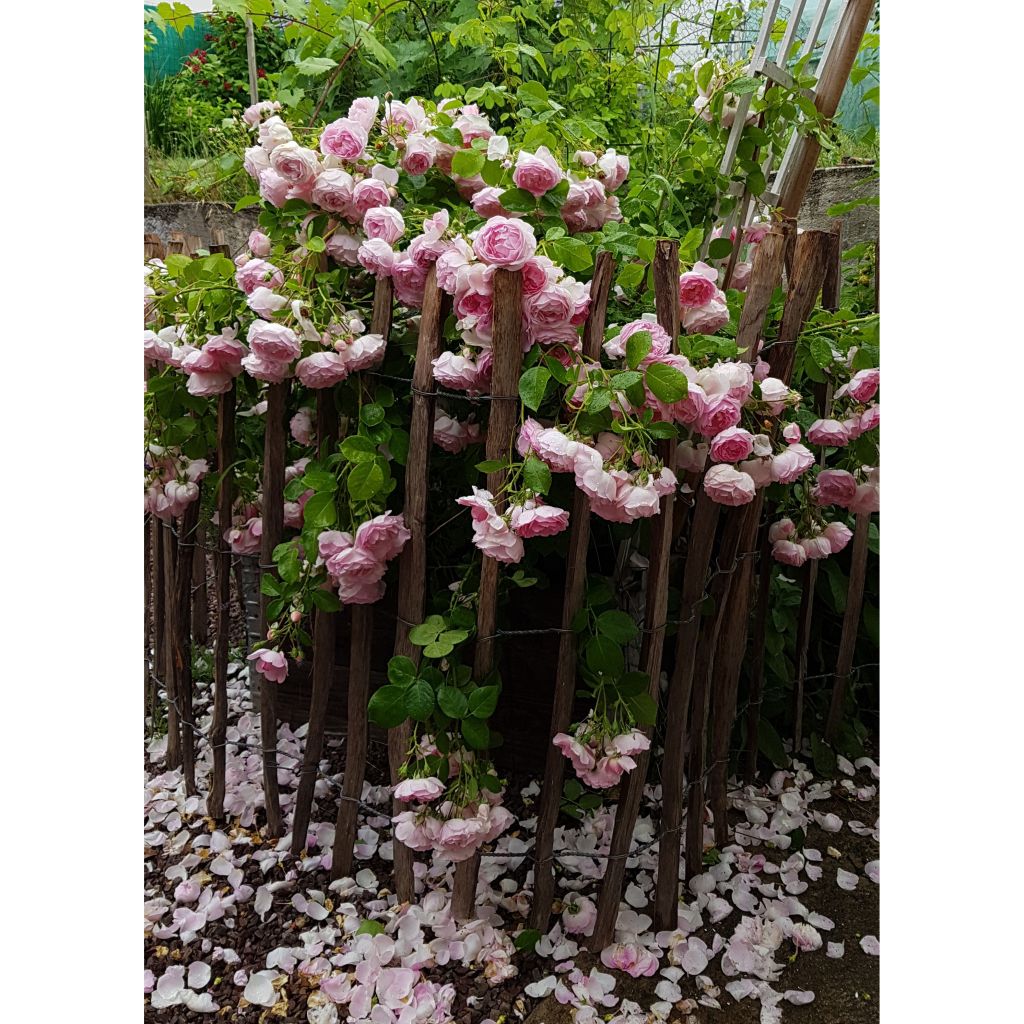 Roseira trepadeira Jasmina