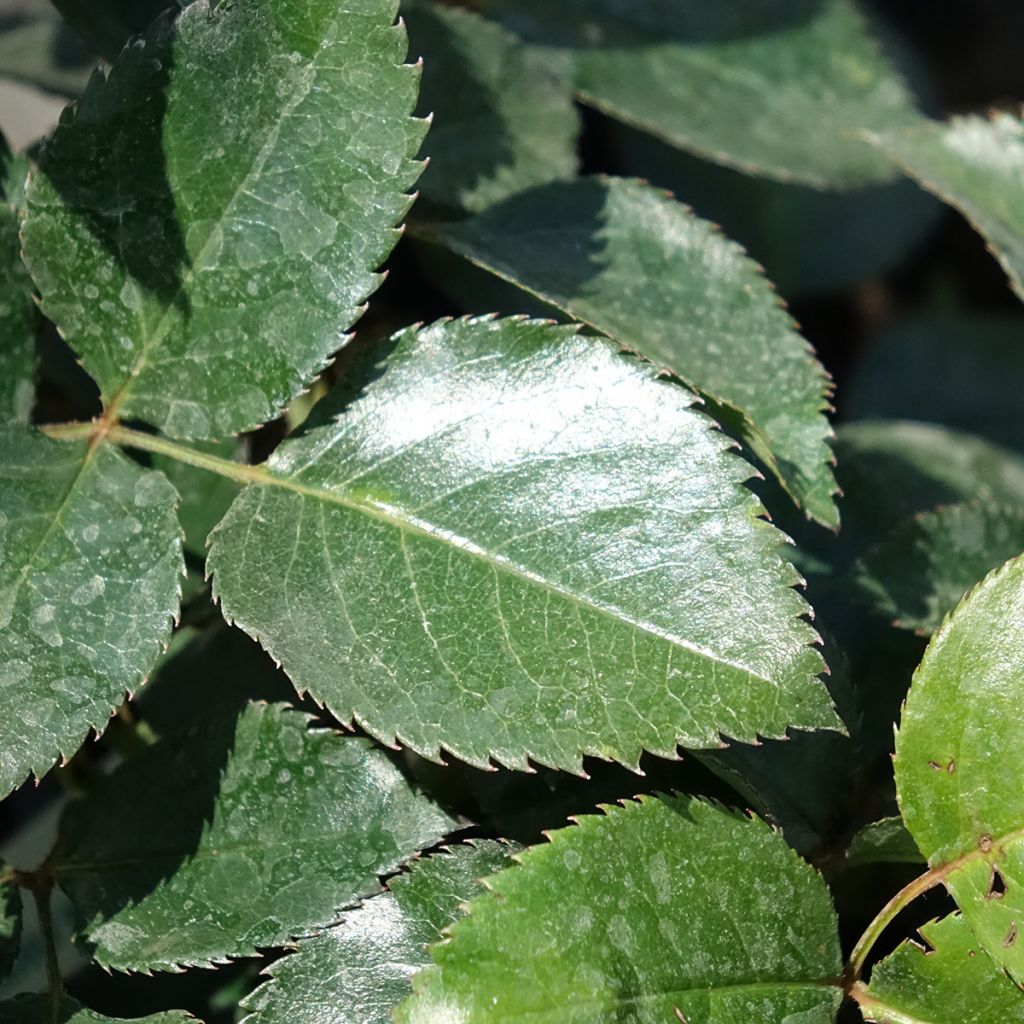 Roseira trepadeira Red Flame