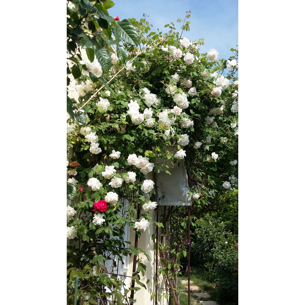 Roseira trepadeira Madame Alfred Carrière