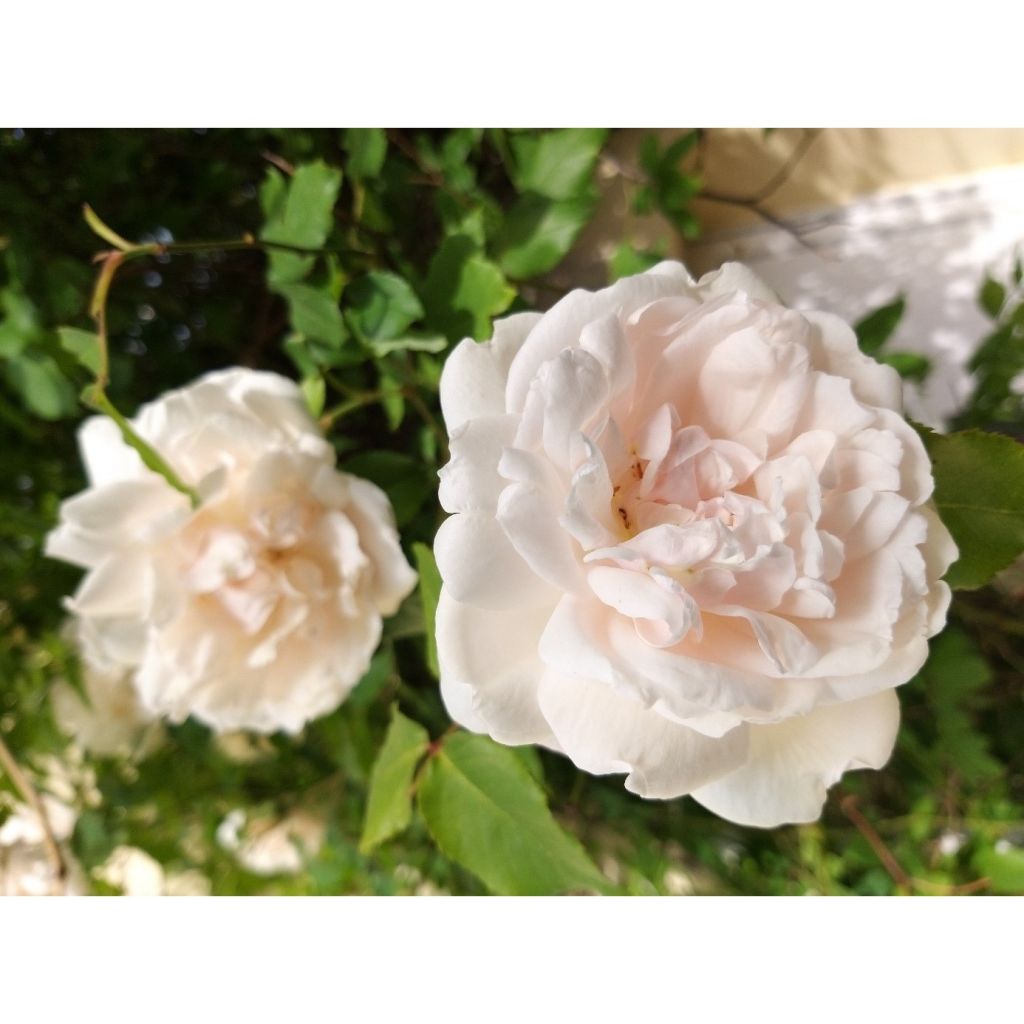 Roseira trepadeira Madame Alfred Carrière