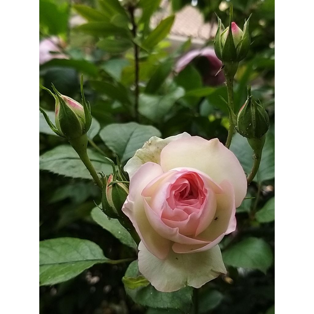 Roseira trepadeira Mini Eden Rose